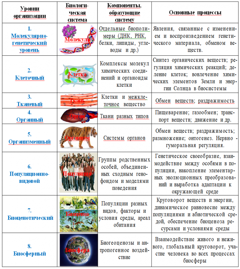 Проект по биологии 10 класс с практической частью